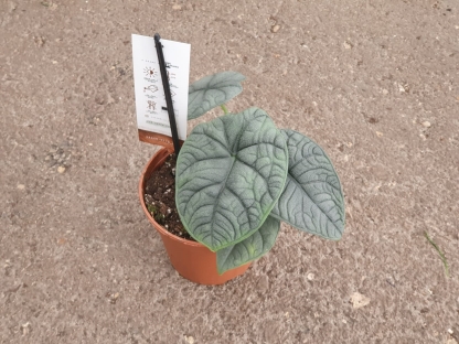 אלוכסיה מלו - ע.14