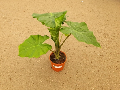 אלוכסיה מנומרת - ק.15