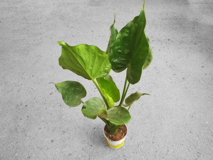 אלוכסיה מקרוריזה- ק. 18