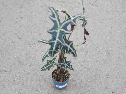 אלוכסיה נוביליס