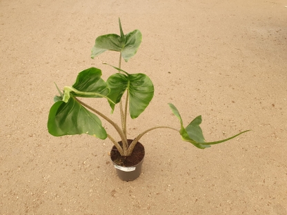 אלוכסיה סטינג ריי - ע.14