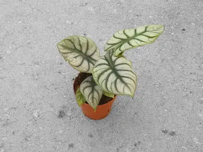 אלוכסיה סילבר דרגון - ע. 12