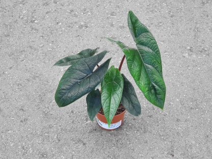 אלוכסיה סקלפרום