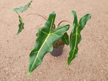 אלוכסיה סריאן בנטל- ע. 14