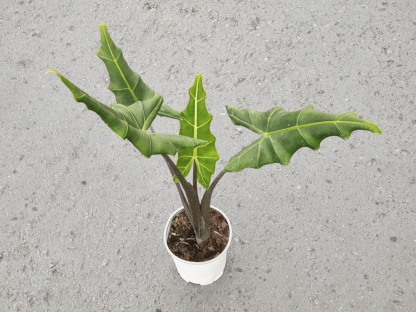 אלוכסיה סריאן - ע. 18