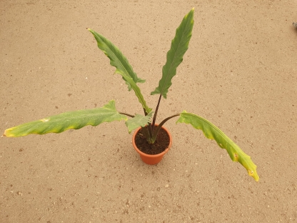 אלוכסיה עלה חרב - ק.18