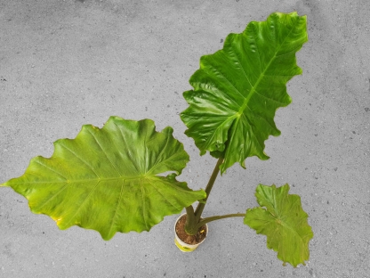 אלוכסיה פורטודורה- ק. 18