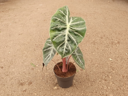 אלוכסיה פינק דרגון - ע.14