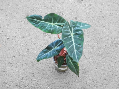 אלוכסיה פינק דרגון - ע.12