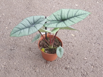 אלוכסיה פלטינום - ע.14