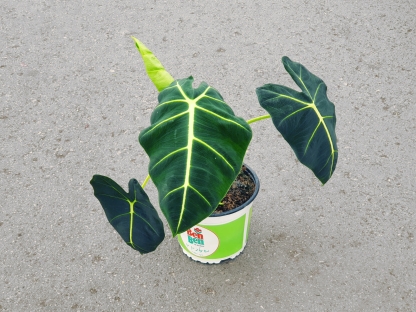 אלוכסיה פריידק - ע.15