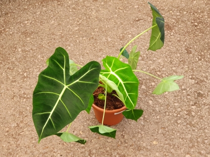 אלוכסיה פריידק - ע.18