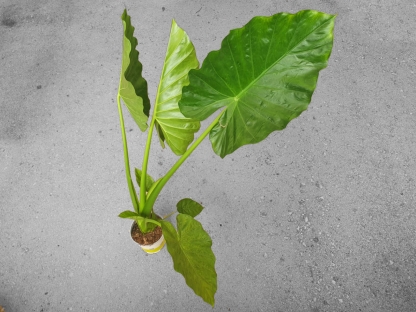 אלוכסיה קקולטה- ק. 18