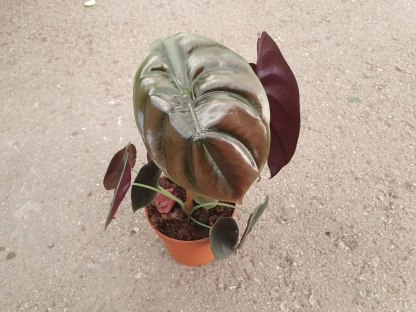 אלוכסיה קופרה - ע.12