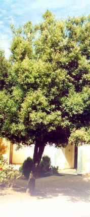 רשימת צמחים חסכוניים במים 3