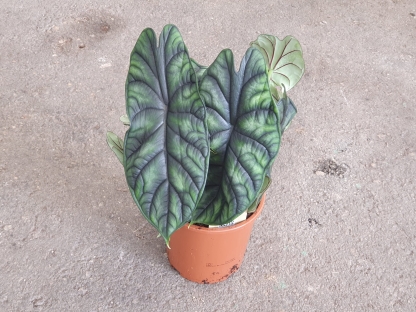 אלוכסיה דרגון סקייל - ע.17