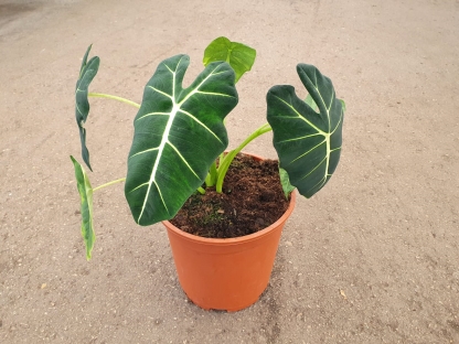 אלוכסיה פריידק - ע.24