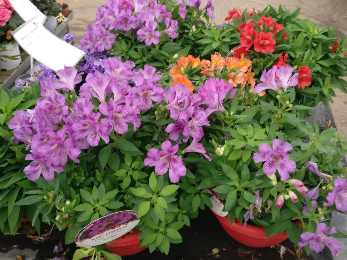 אלסטרומריה-ק. 18