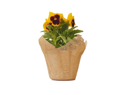 אמנון ותמר עונתי יוטה