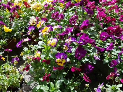 אמנון ותמר ננסי