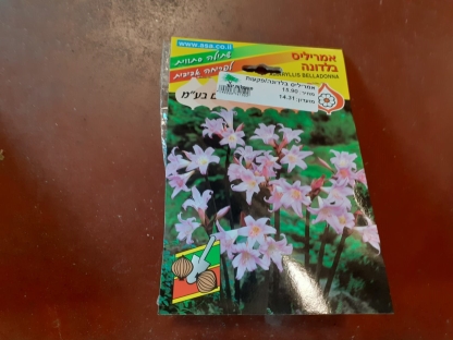 אמריליס בלדונה/פקעות