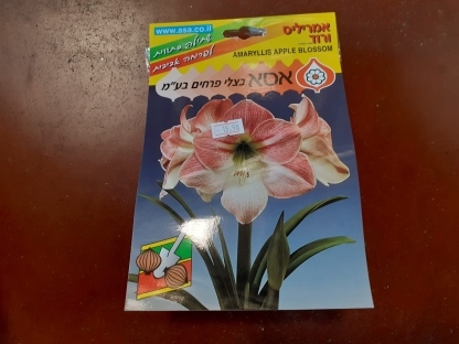 אמריליס ורוד/פקעות