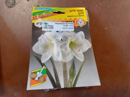 אמריליס לבן/פקעות