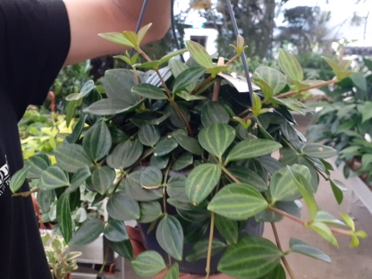 פפרומיה אנגולטה רוקה-ורדה בנטל- ע. 15