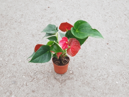 אנטוריון- ע. 12