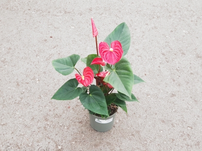 אנטוריון- ע. 15