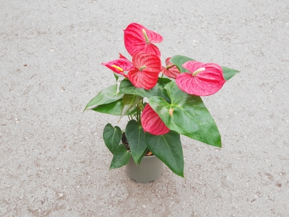 אנטוריון- ע. 18