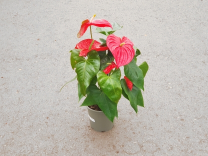 אנטוריון- ע. 24