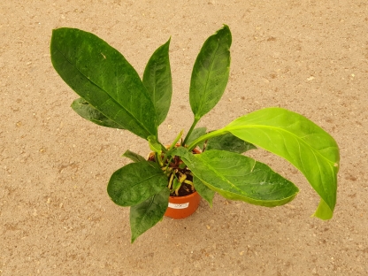 אנטוריון ג'ונגל קינג - ע.14