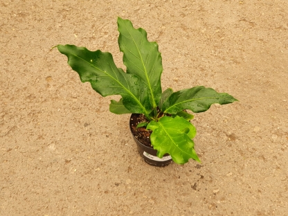 אנטוריון פלאומני - ע.14