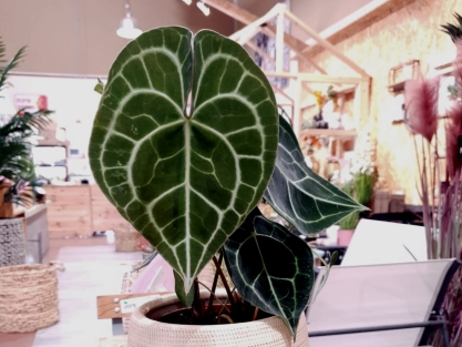 אנתוריום קלרניבריום