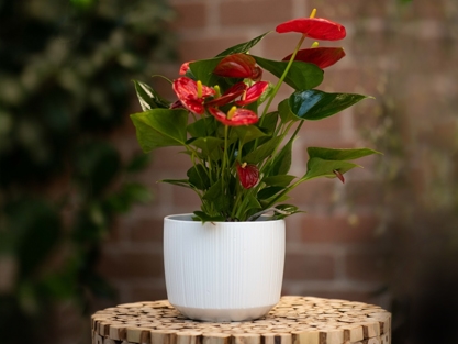 אנטוריון / אנתוריון / אנטוריום