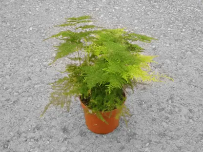 אספרג מנוצה