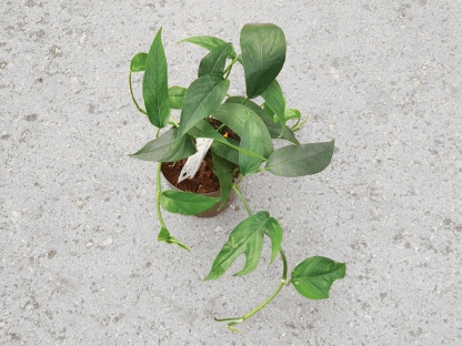 אפיפרנום בלו פורם - ע. 12