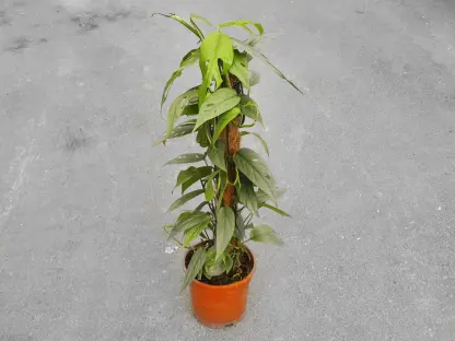 אפיפרנום סבו בלו