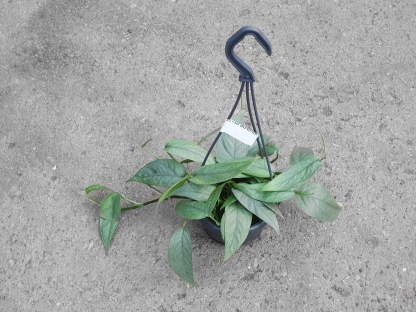 אפיפרנום סבו בלו - ע. 12