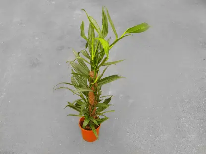 אפיפרנום אמפליסמום סילבר סטריק