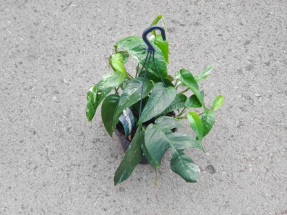 אפיפרנום פינאטום מגוון - ע.15