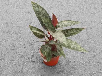 אפרובליס ע.12