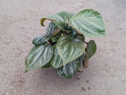 פפרומי אקוודור מקומטת בנטל- ע. 14