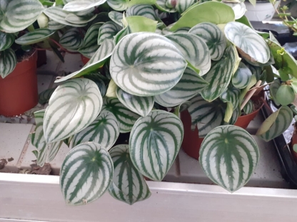 פפרומיה ארגיראה אבטיחית בנטל- ע. 15