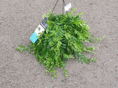 אשיננטוס ג'פרולפיס-ק. 14