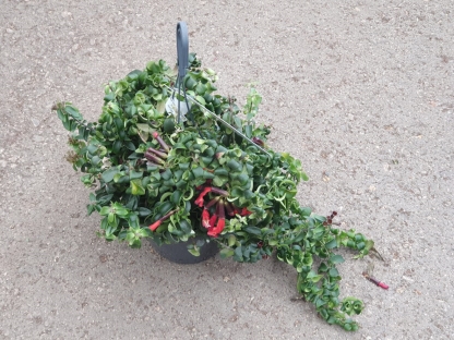 אשיננטוס טוויסטר/ראסטה - ע. 14