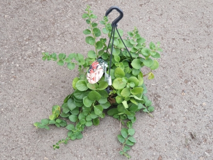 אשיננטוס תאי פינק - ע. 15