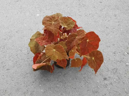 בגוניה אוטום אמבר