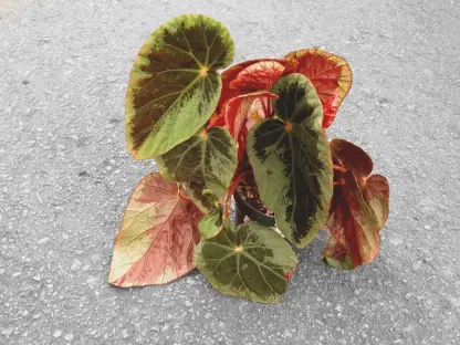 בגוניה בורקילי סילבר אדג' - ע. 12